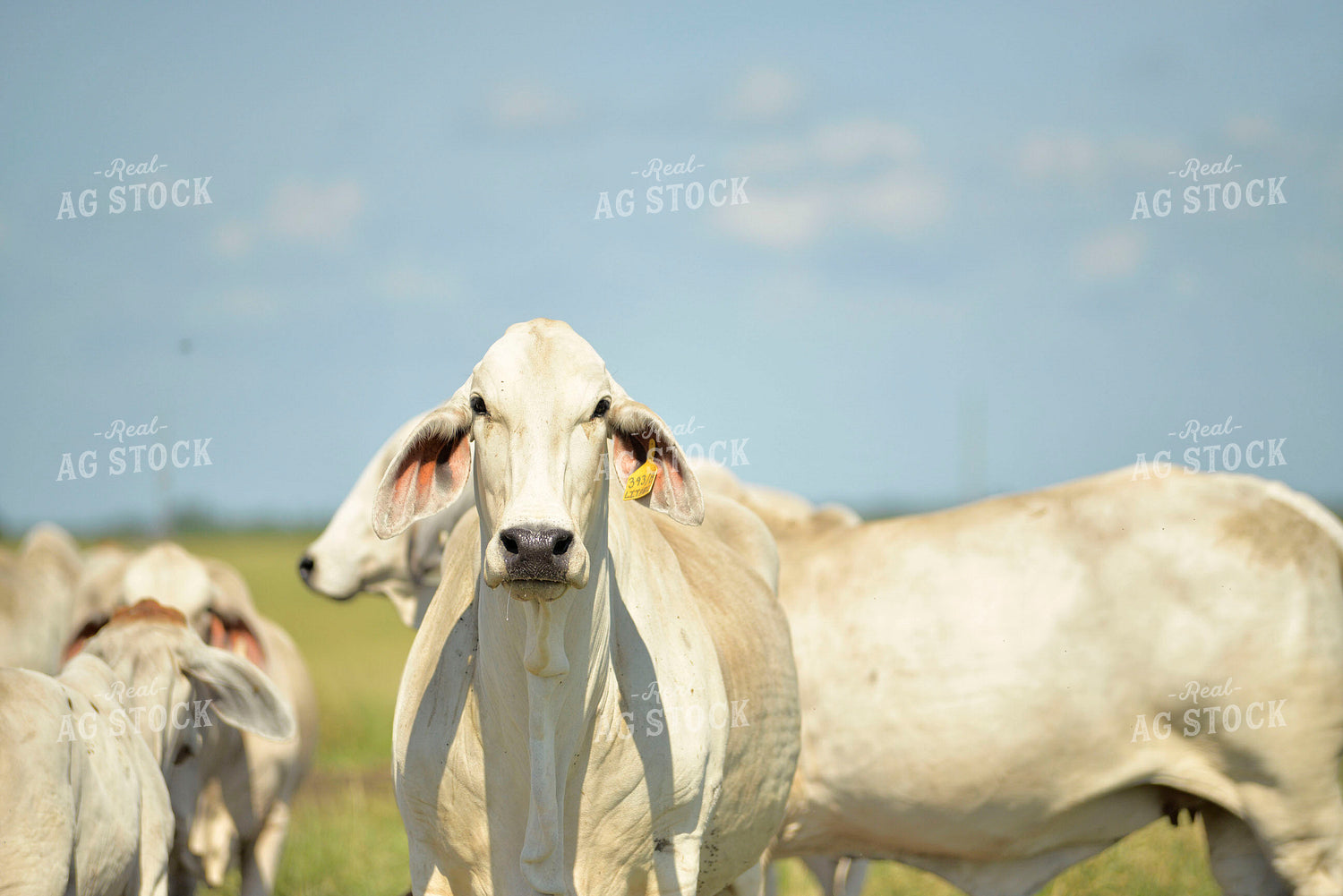 Brahman Cattle 110031
