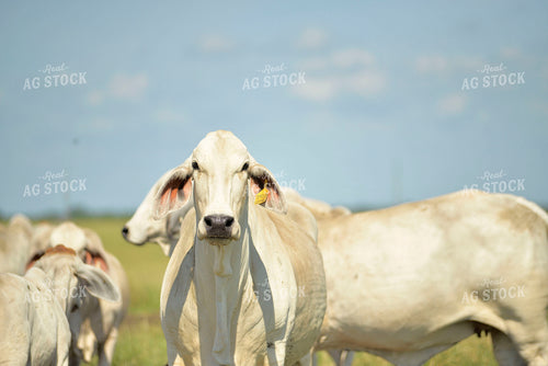 Brahman Cattle 110031