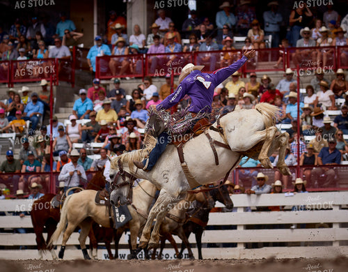 Saddle Bronc Riding 177024