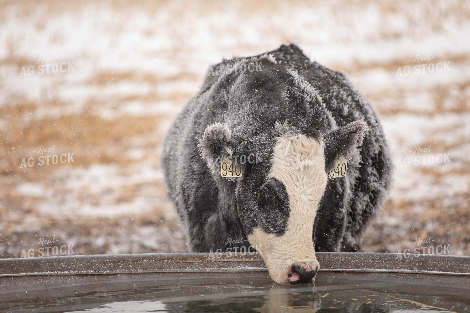 Black Baldy Drinking from Stock Tank 303005