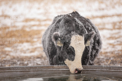 Black Baldy Drinking from Stock Tank 303005