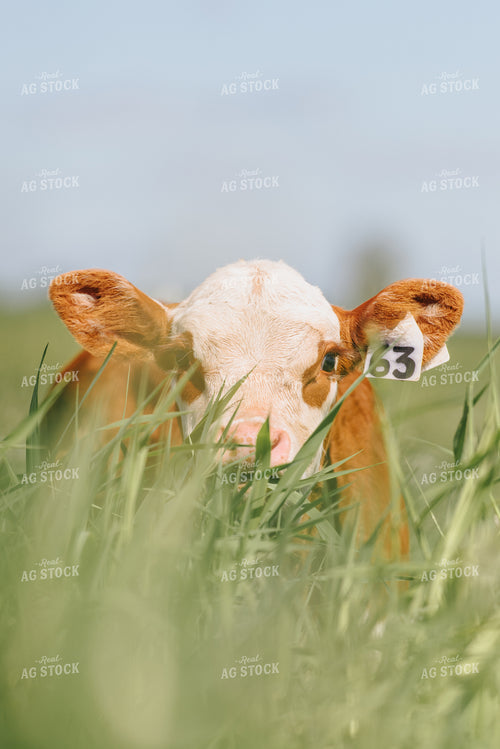 Hereford Calf in Pasture 68062
