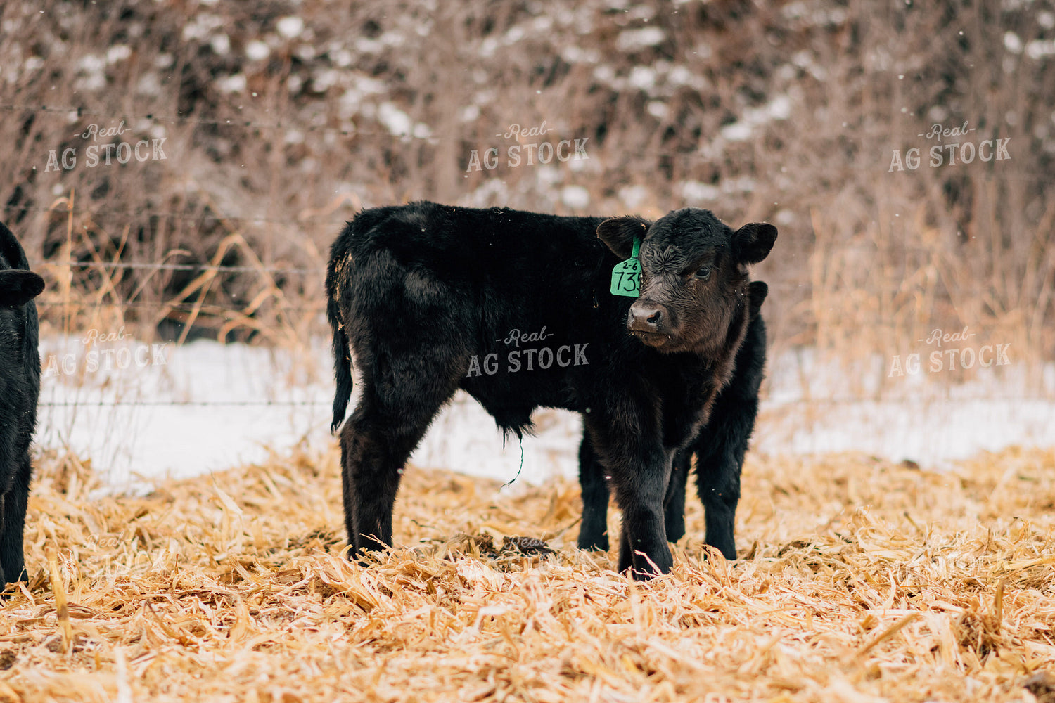 Winter Calves on Cornstalks 53090