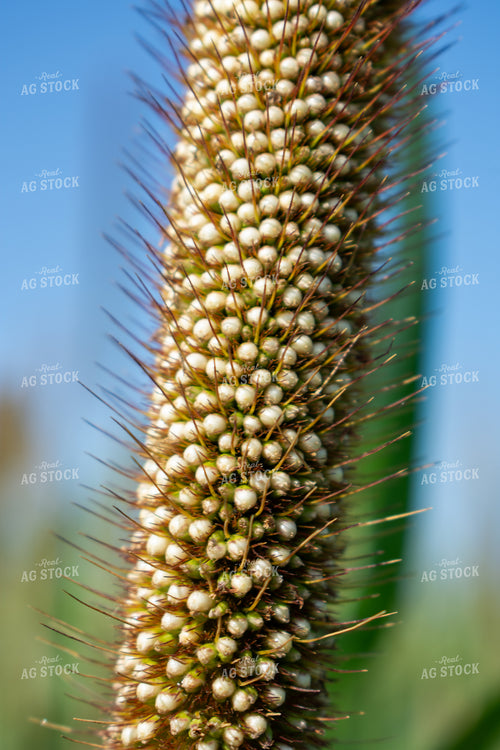 Midseason Mllet 156151