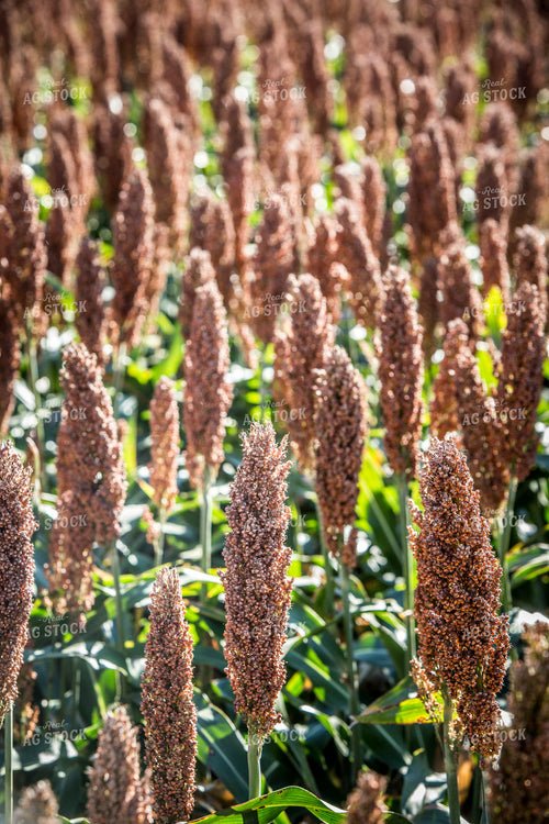 Sorghum 250167