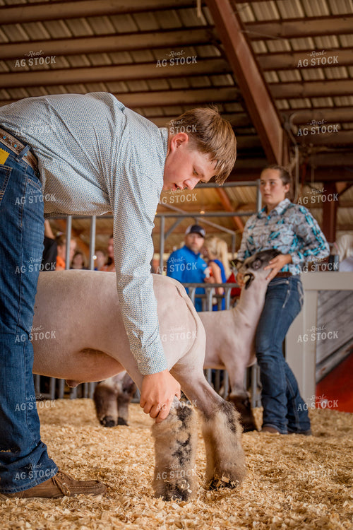Showing Goats 97169