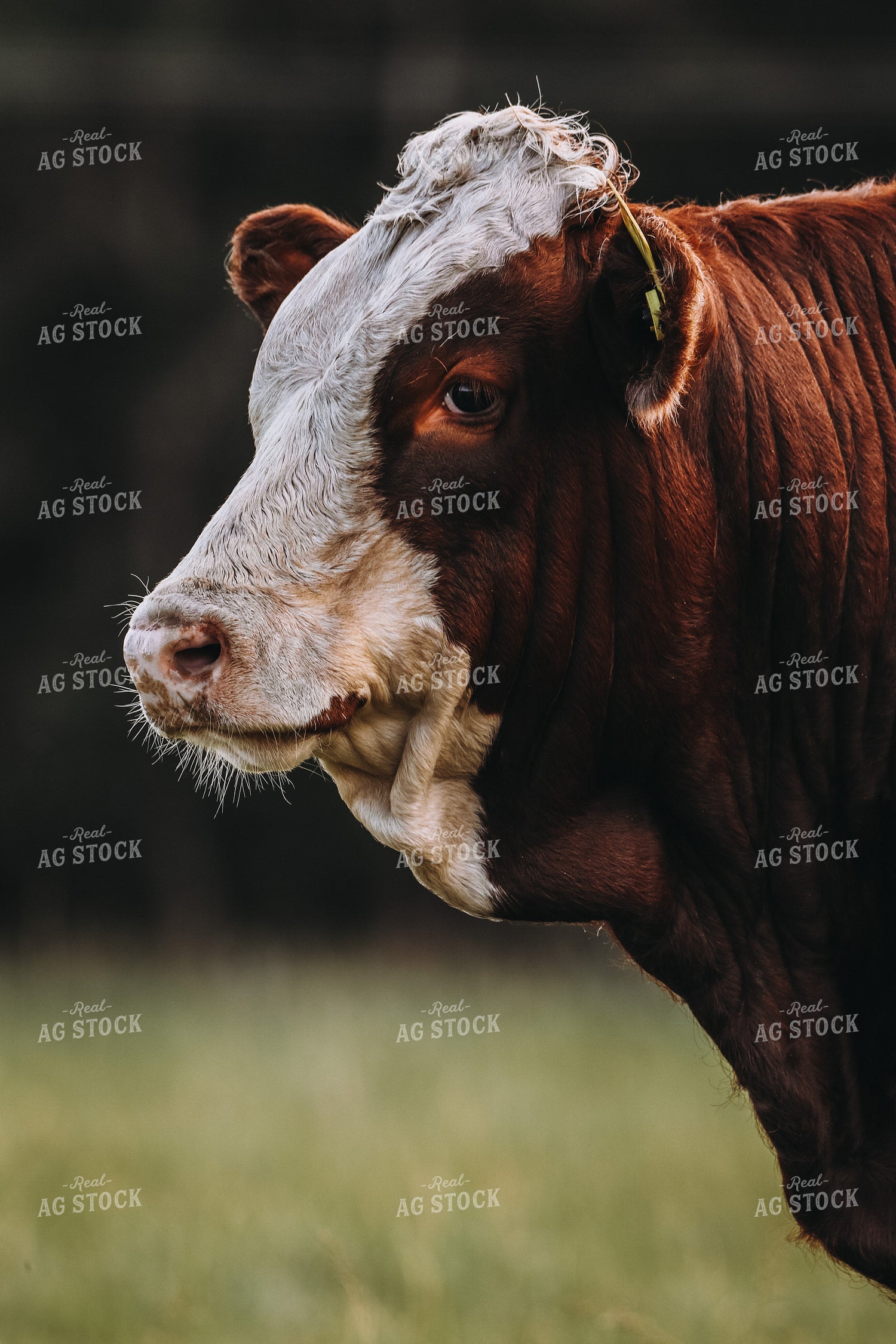 Simmental Cattle 139003
