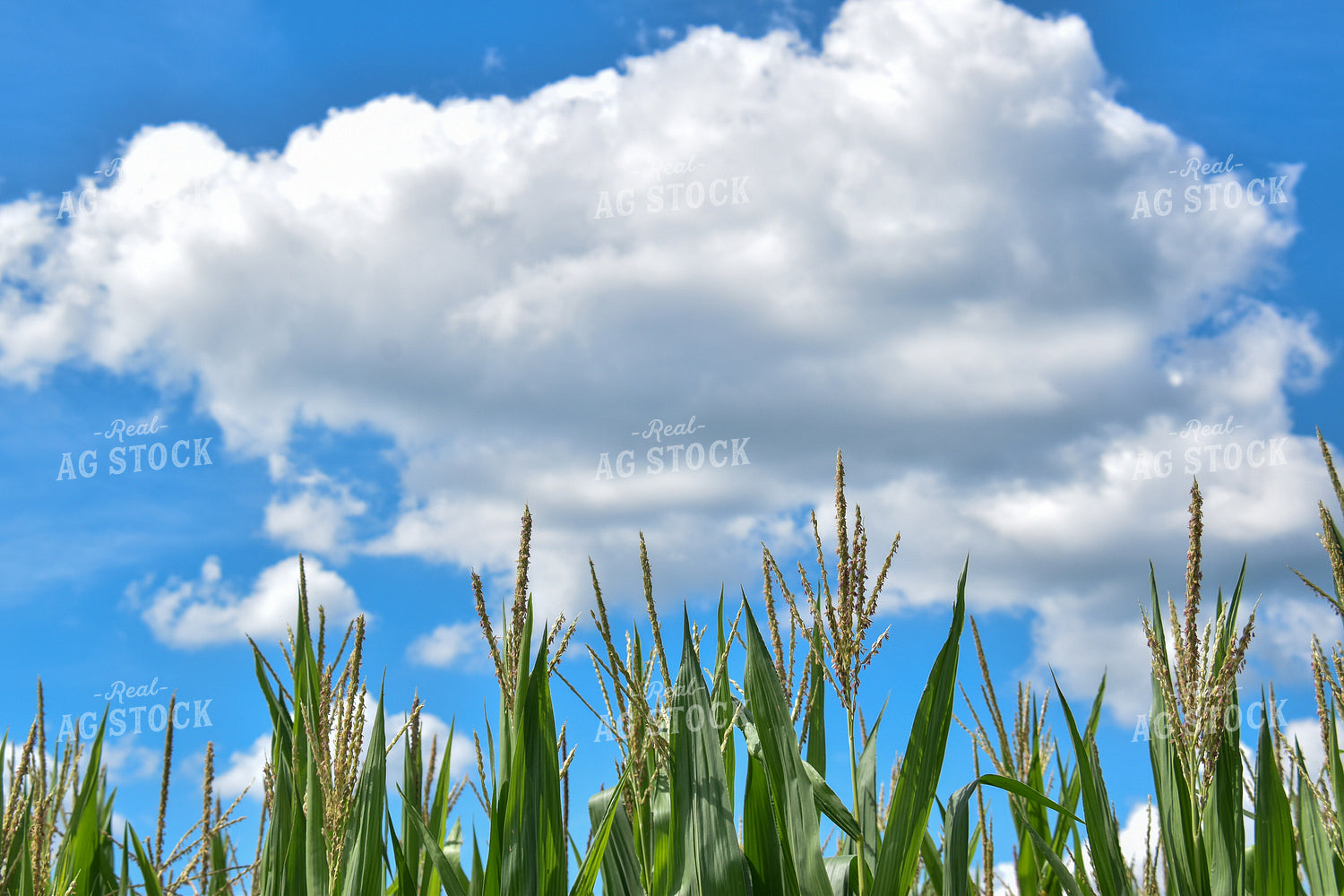 Corn Tassels 84123