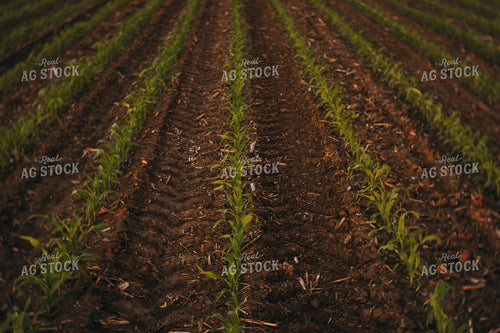 Early Stage Corn at Sunset 4329