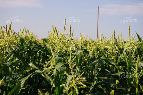 Corn Tassel 148006