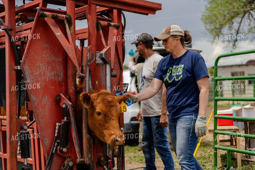 Rancher Working Cattle 97208
