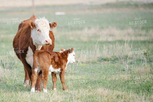 Hereford Cow Calf Pair 258000