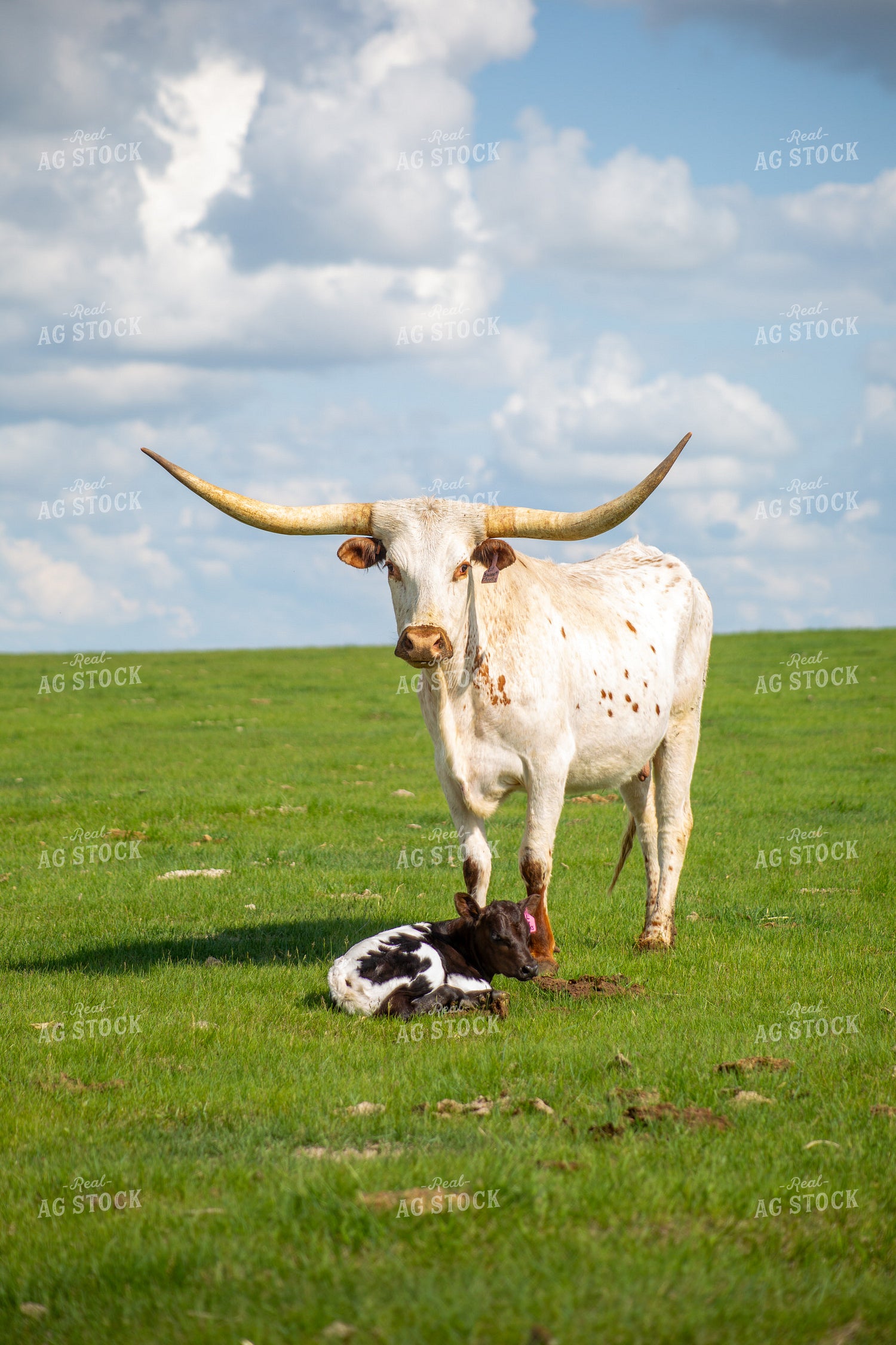 Longhorn Cow Calf Pair 155521