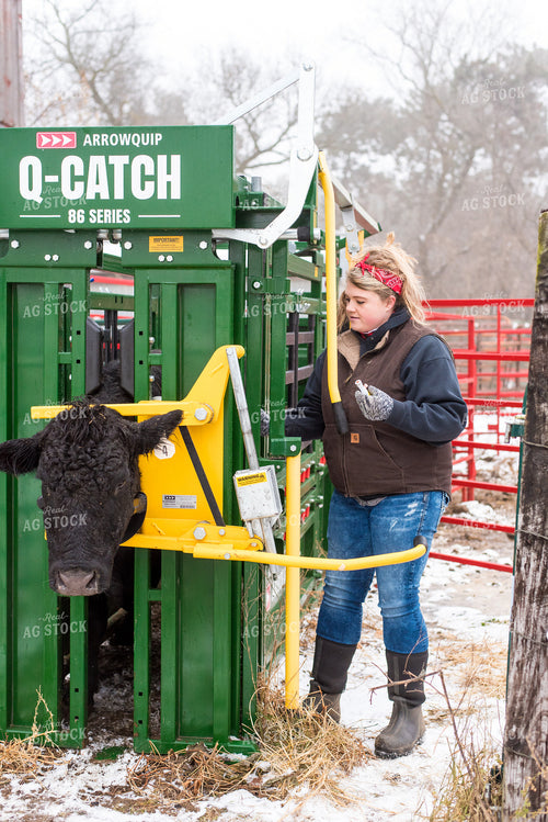 Cow in Squeeze Chute with Farmer 74057