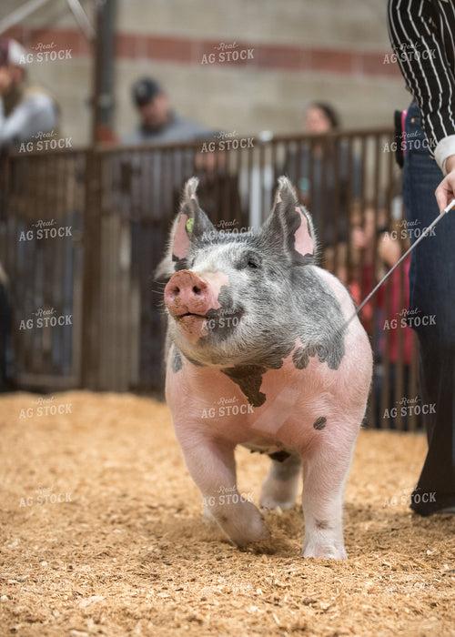 Show Pig 236015