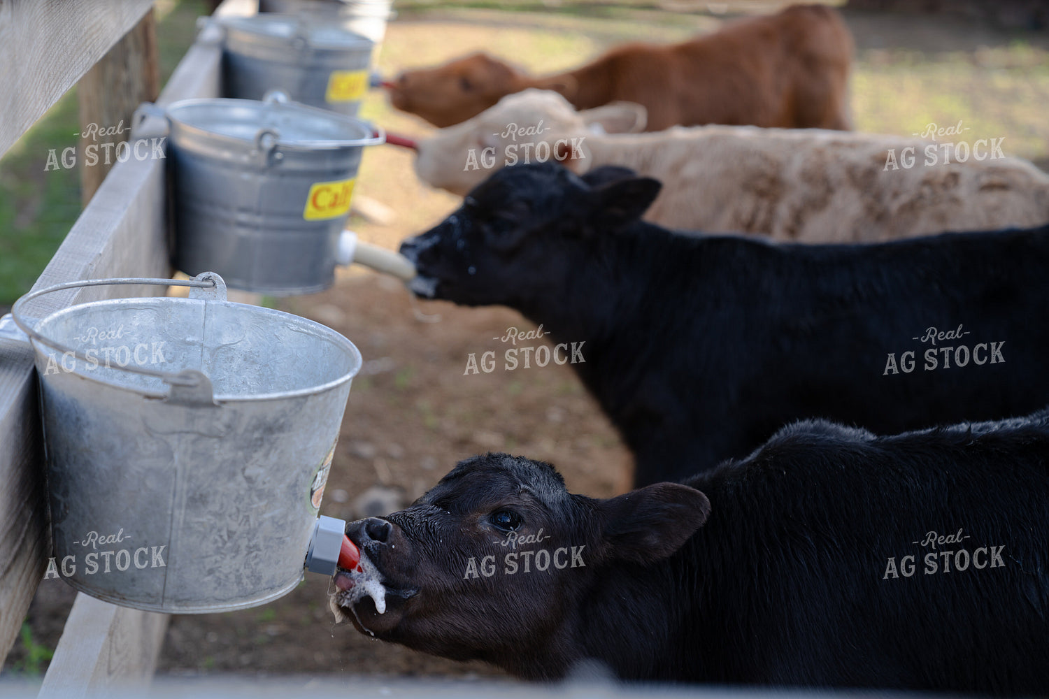 Young Calves Drinking Milk From Buckets in a Farm Setting 65366