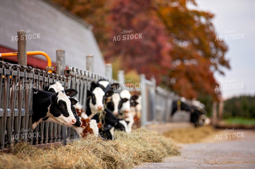 Dairy Cattle in Barn 55205