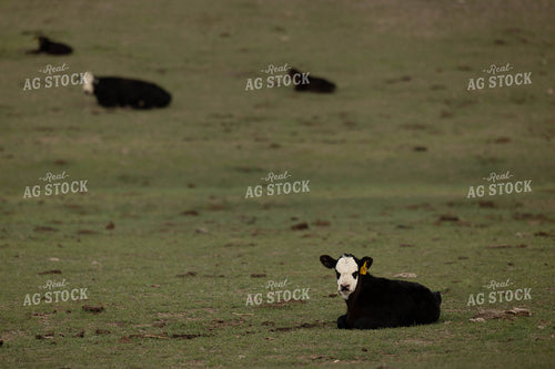 Black Baldy Calf on Pasture 303020