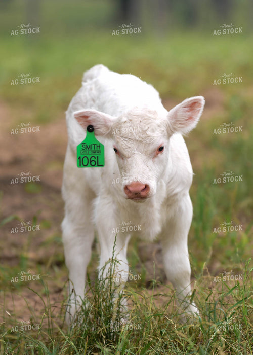 Charolais Calf 192016