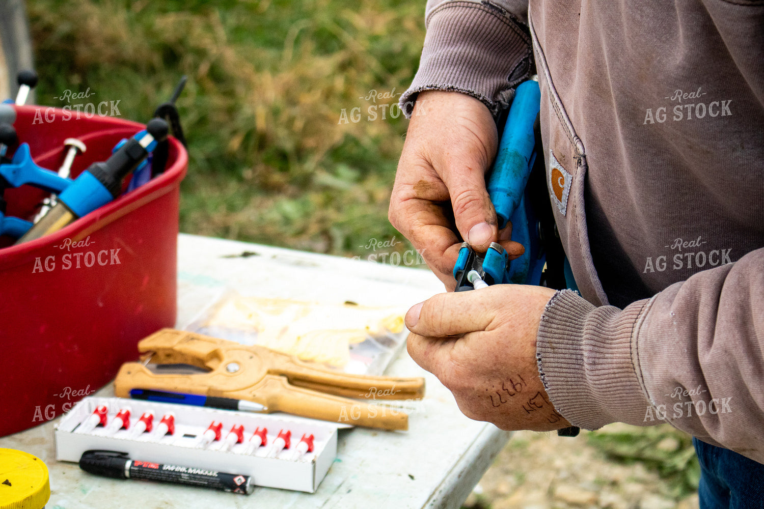Working Cattle 214260
