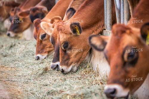 Jersey Cattle Eating in Barn 270476