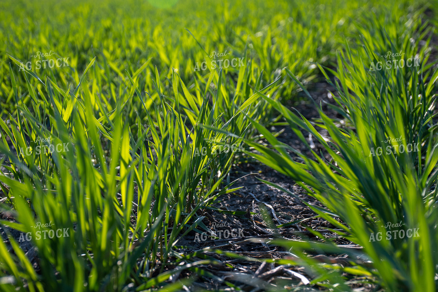 Green Wheat Field 50112