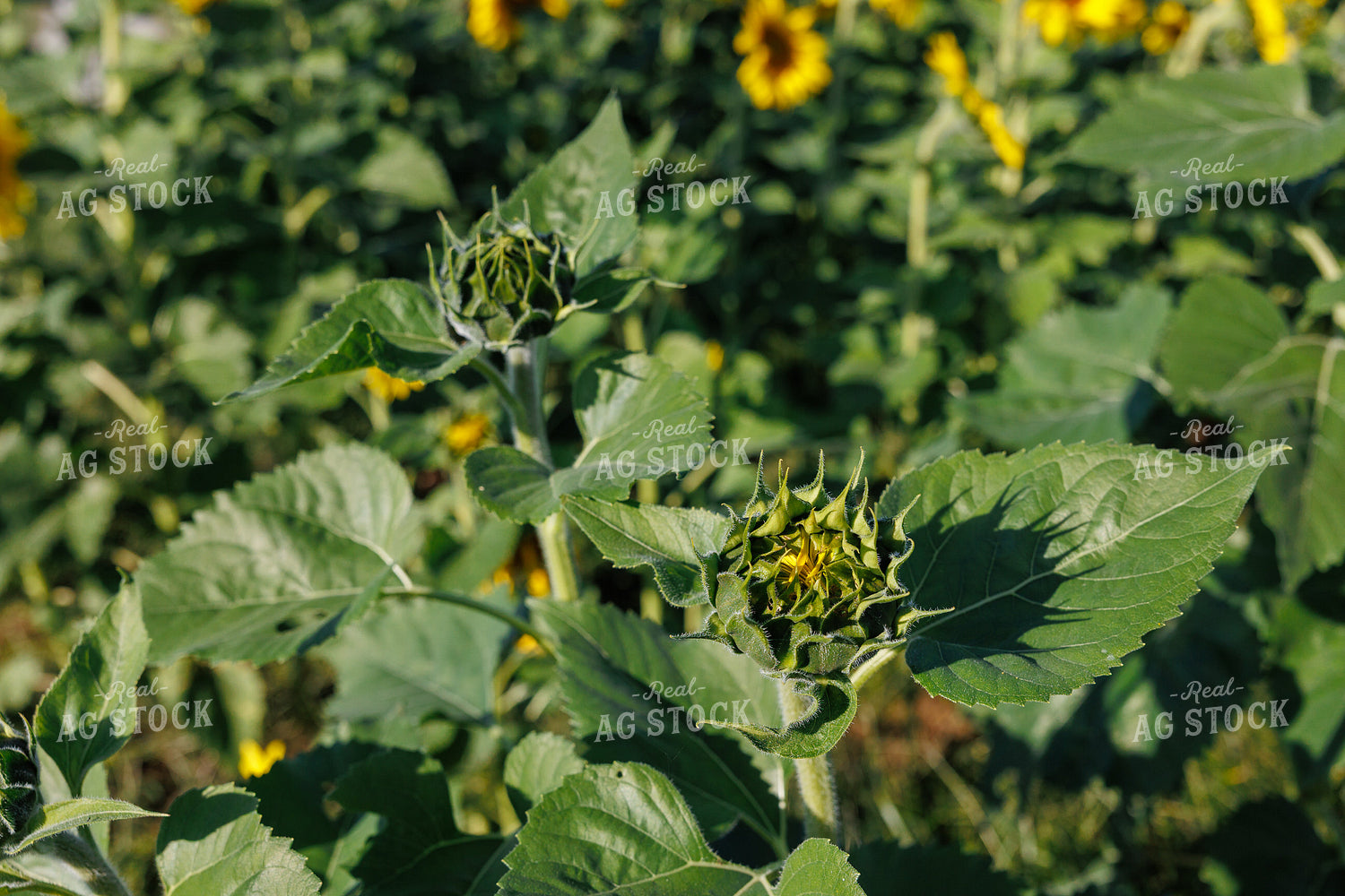 Sunflower Field 295124