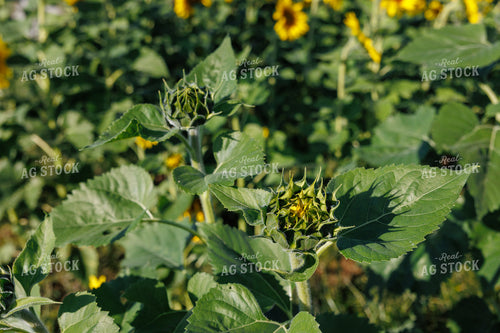Sunflower Field 295124