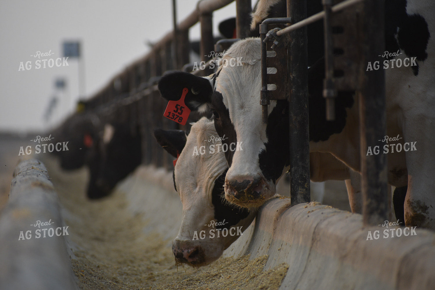 Cattle Eating from Concrete Feed Bunk 263021