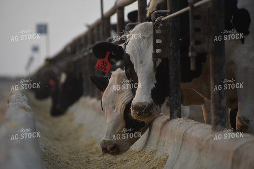 Cattle Eating from Concrete Feed Bunk 263021