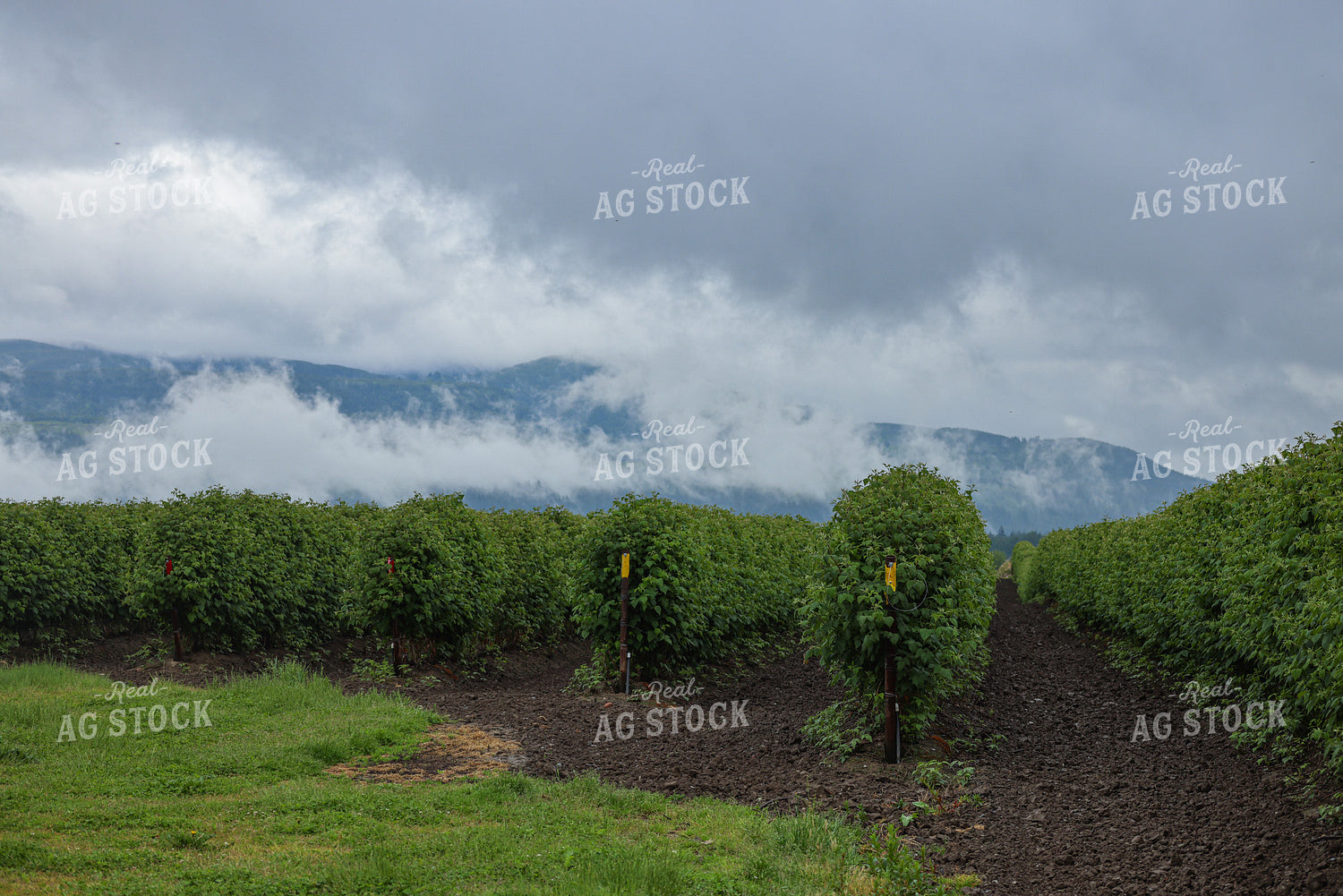 Raspberry Bushes 261094