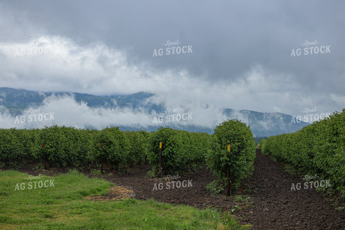 Raspberry Bushes 261094