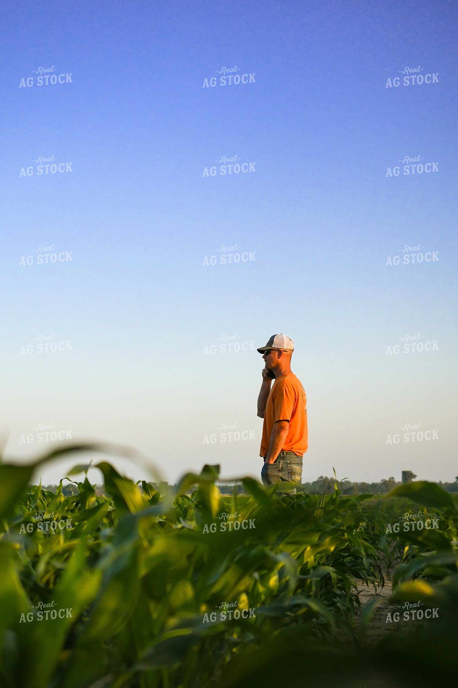Farmer on Phone while Checking Corn 191127