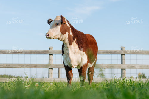 Hereford 68209