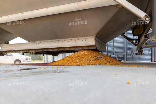 Dumping Corn into Dryer Pit 79392