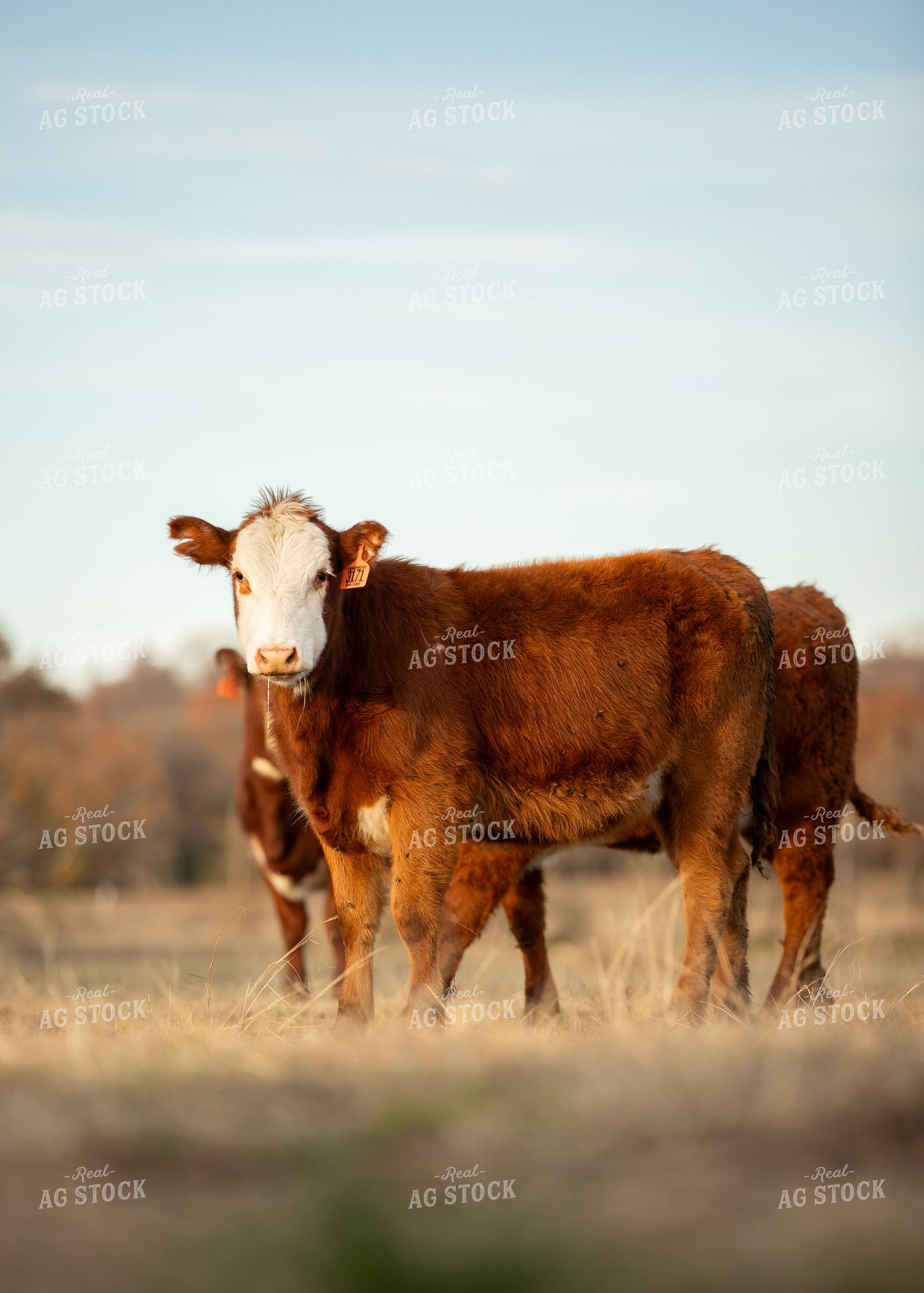Red Angus Cattle 264005