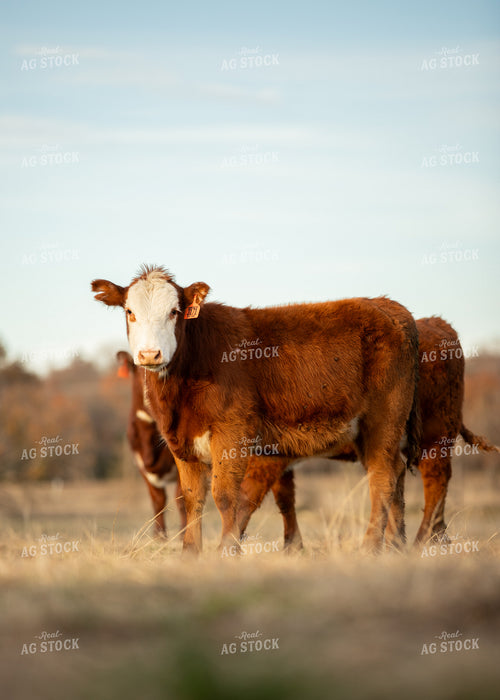 Red Angus Cattle 264005