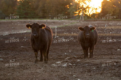 Black Angus Cattle 157242