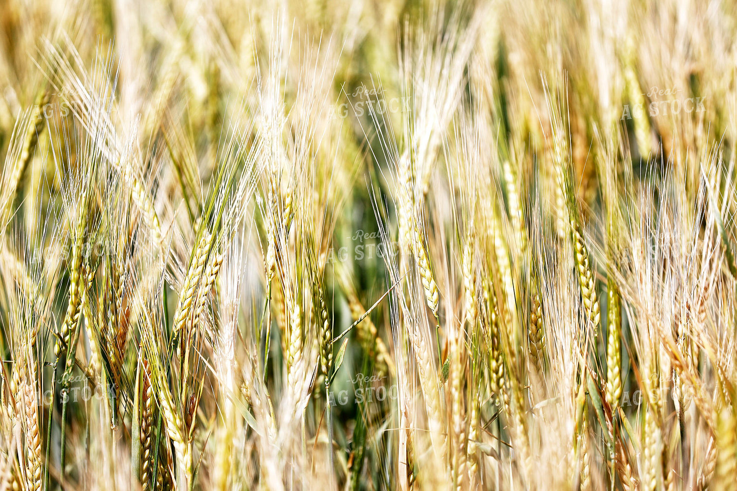 Barley 141664