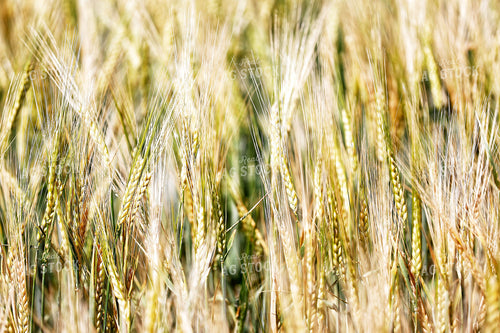 Barley 141664