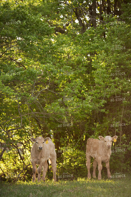 Calf - Charolais and Angus Cross 18
