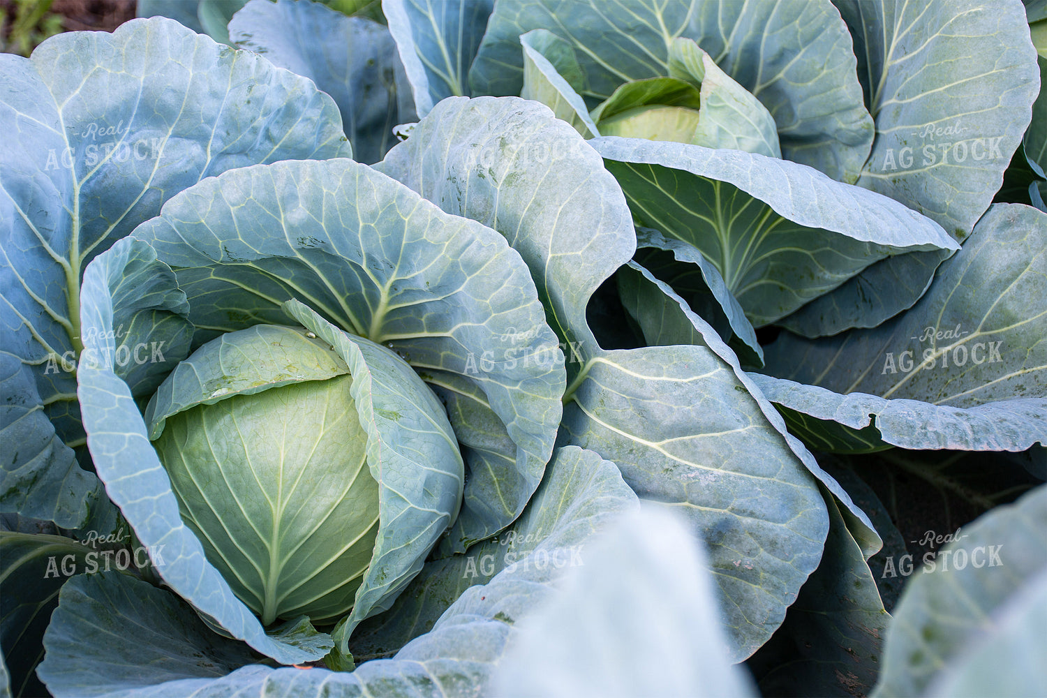 Cabbage 50155