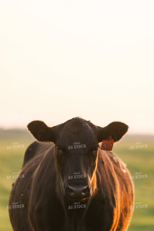Black Angus Cattle on Pasture 68284