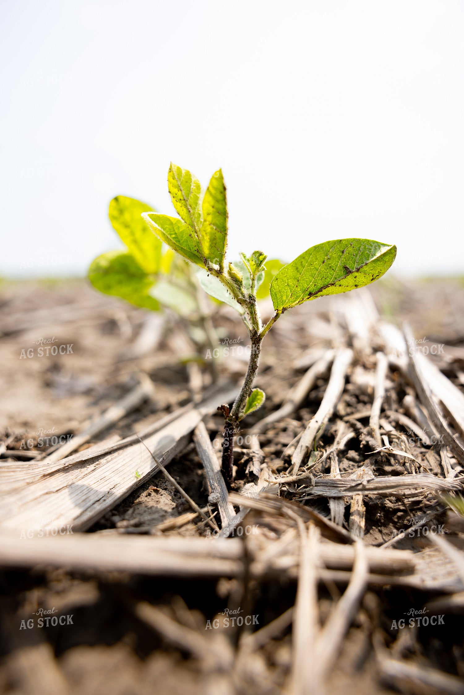 Early Growth Soybeans 178132