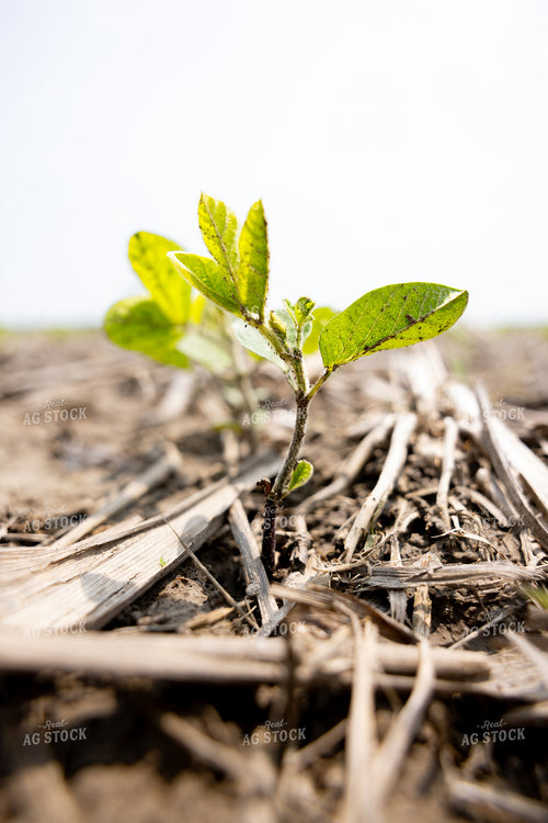 Early Growth Soybeans 178132