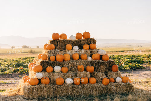 Fall Pumpkins 178040