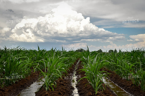 Irrigated Corn 56066