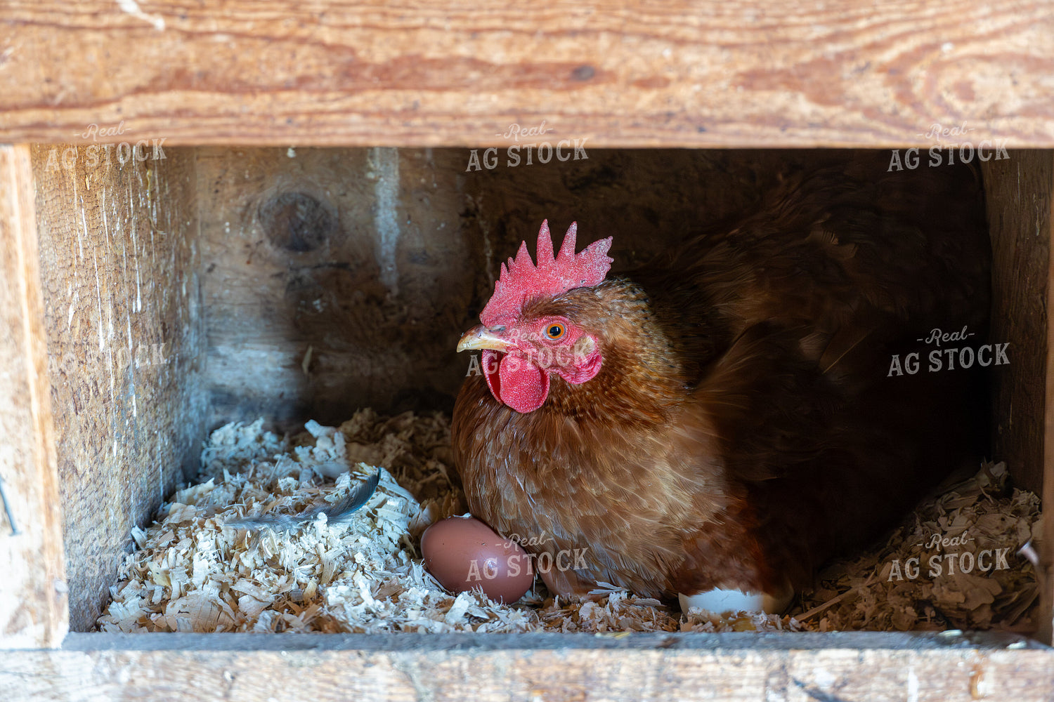 Hen Laying Eggs in Nesting Box 65628