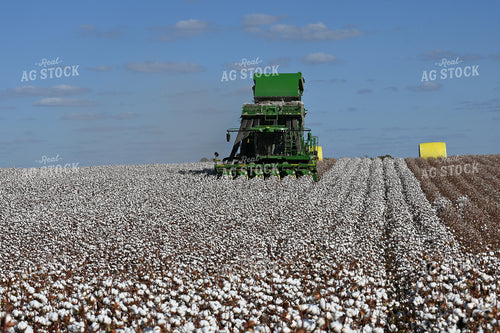 Cotton Harvest 149038