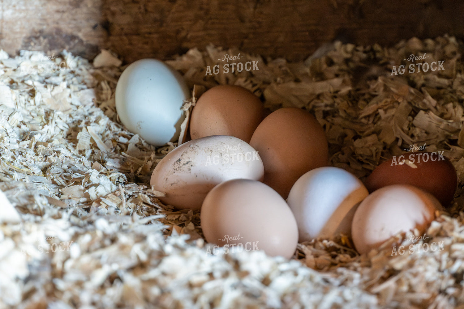 Eggs in Nesting Box 65620